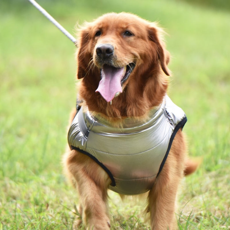 Hundejacke mit Traktion an Brust und Rücken, integrierte reflektierende Wärme für große Hunde