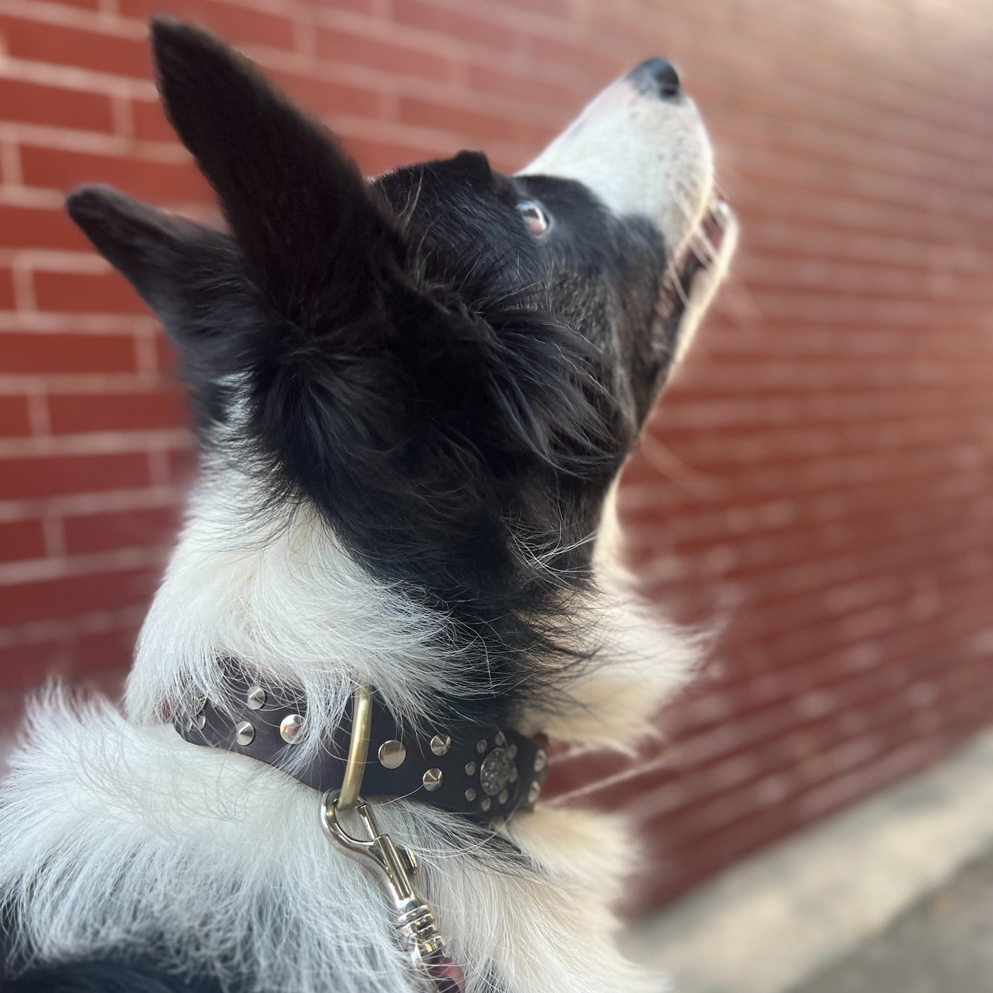 Vintage genuine leather dog collar, rivet pet collar, thickened and widened top layer cowhide material, suitable for medium and large dogs