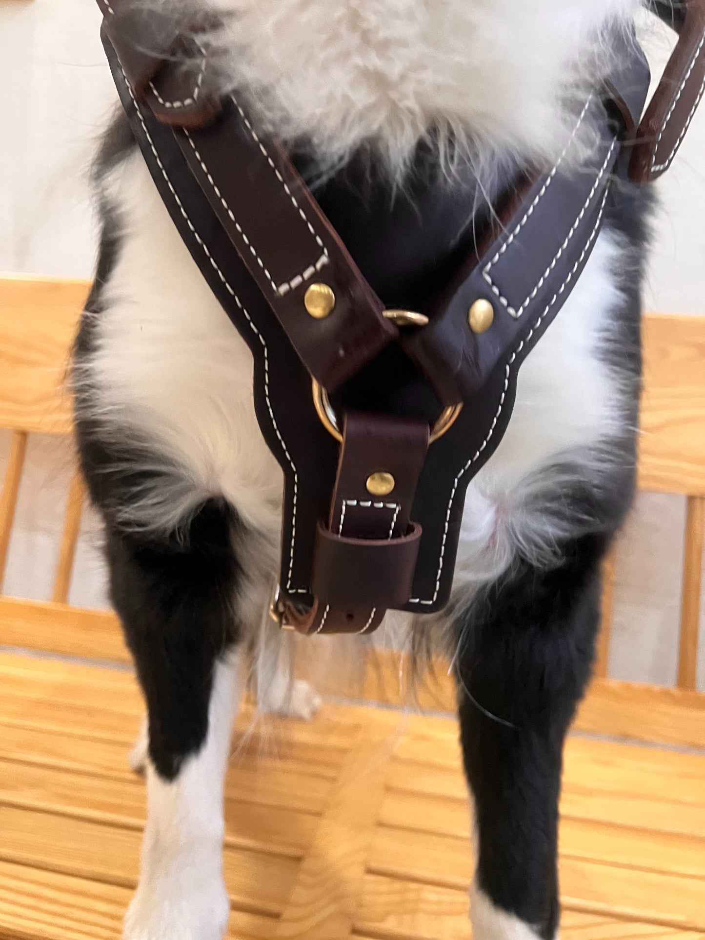 Genuine Leather Y-Shaped Dog Harness – Adjustable Neck and Chest, Pull-Proof, Durable for Large Dogs, Handcrafted Full Grain Leather
