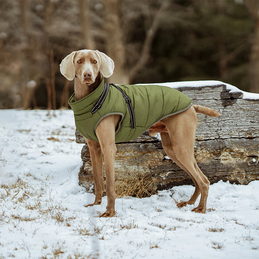 Veste chaude pour chien épaisse et imperméable avec harnais