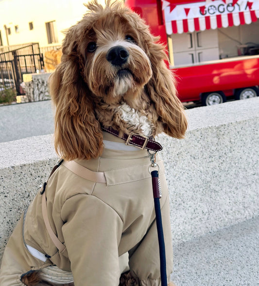 Waterproof Dog Snowsuit with Built-in Harness – 4-leg dog Warm Winter Dog Jacket  Reflective &Adjustable Zip-UpOutfit for Small Medium Dogs