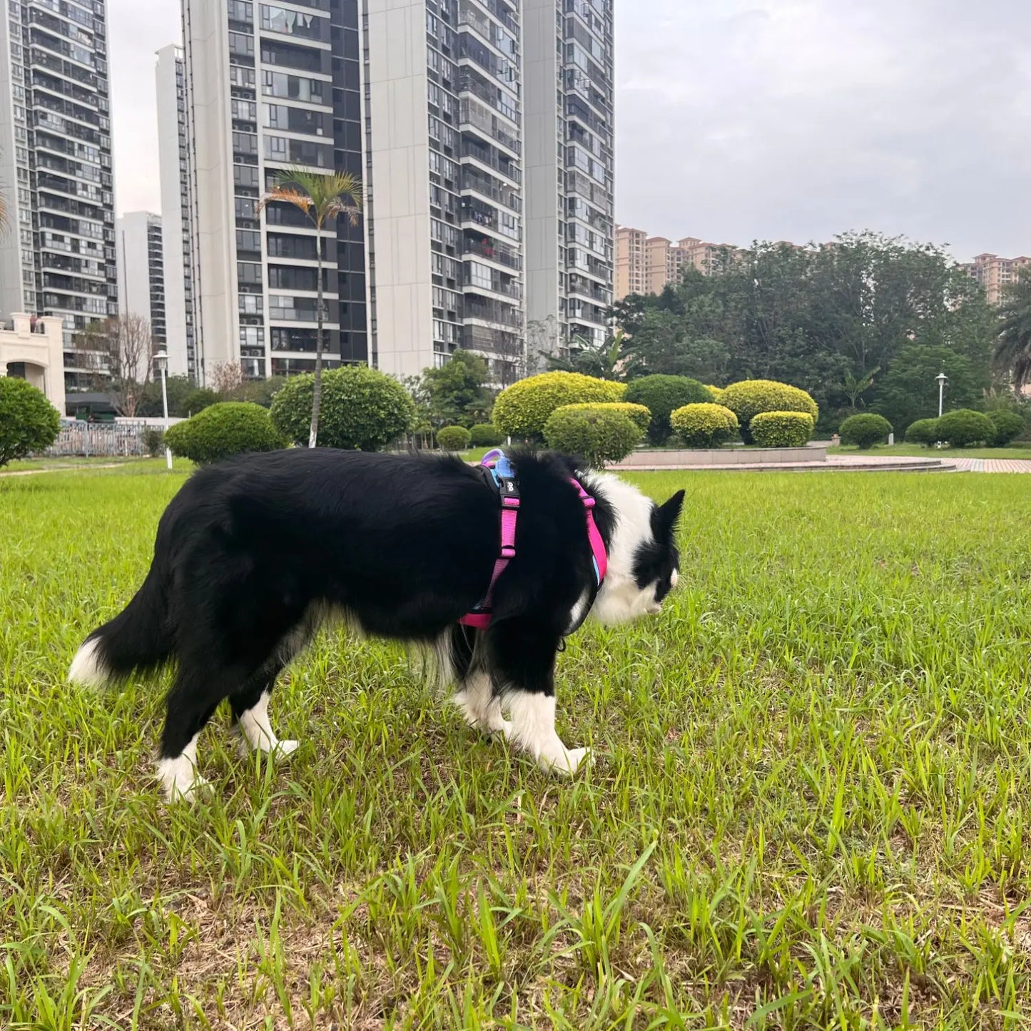Reflective dog harness set, waterproof Oxford cloth walking rope,breathable adjustable vest style dog collar for easy on and off