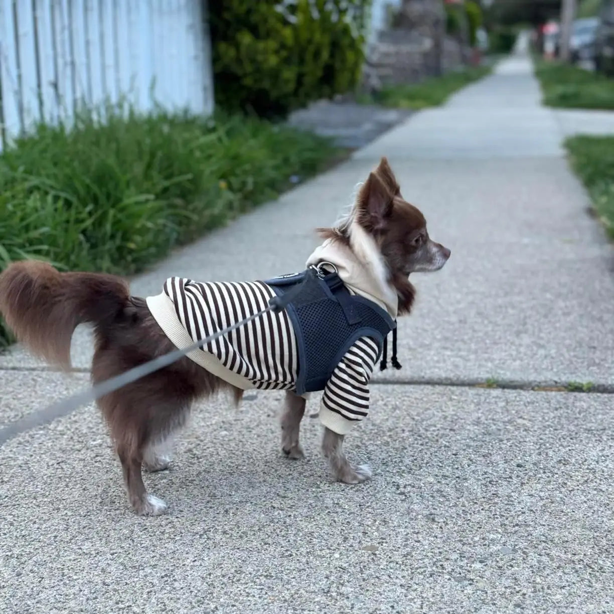 Spring and Summer Pet and Owner Matching Clothing Soft Cotton Striped Hoodies for Small Dogs and Owners Chihuahua Yorkshire