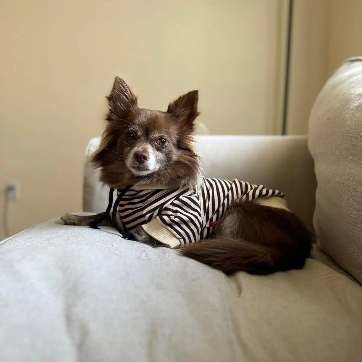 Spring and Summer Pet and Owner Matching Clothing Soft Cotton Striped Hoodies for Small Dogs and Owners Chihuahua Yorkshire