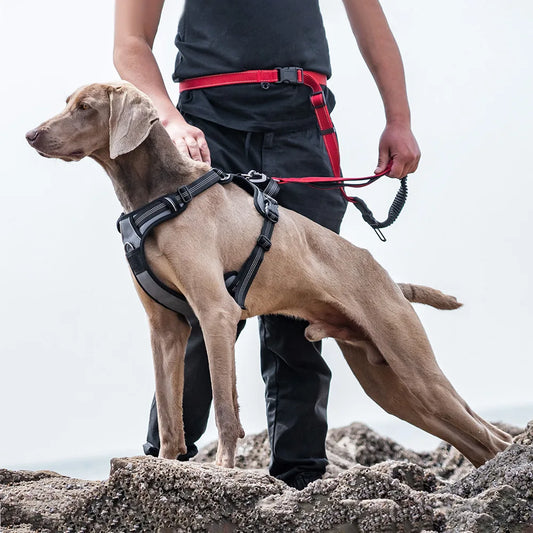 No Hood Explosion Proof Dog Chest Harness Adjustable Breathable Vest-Style Leash for Medium  Large Dogs Reflective Dog Harness