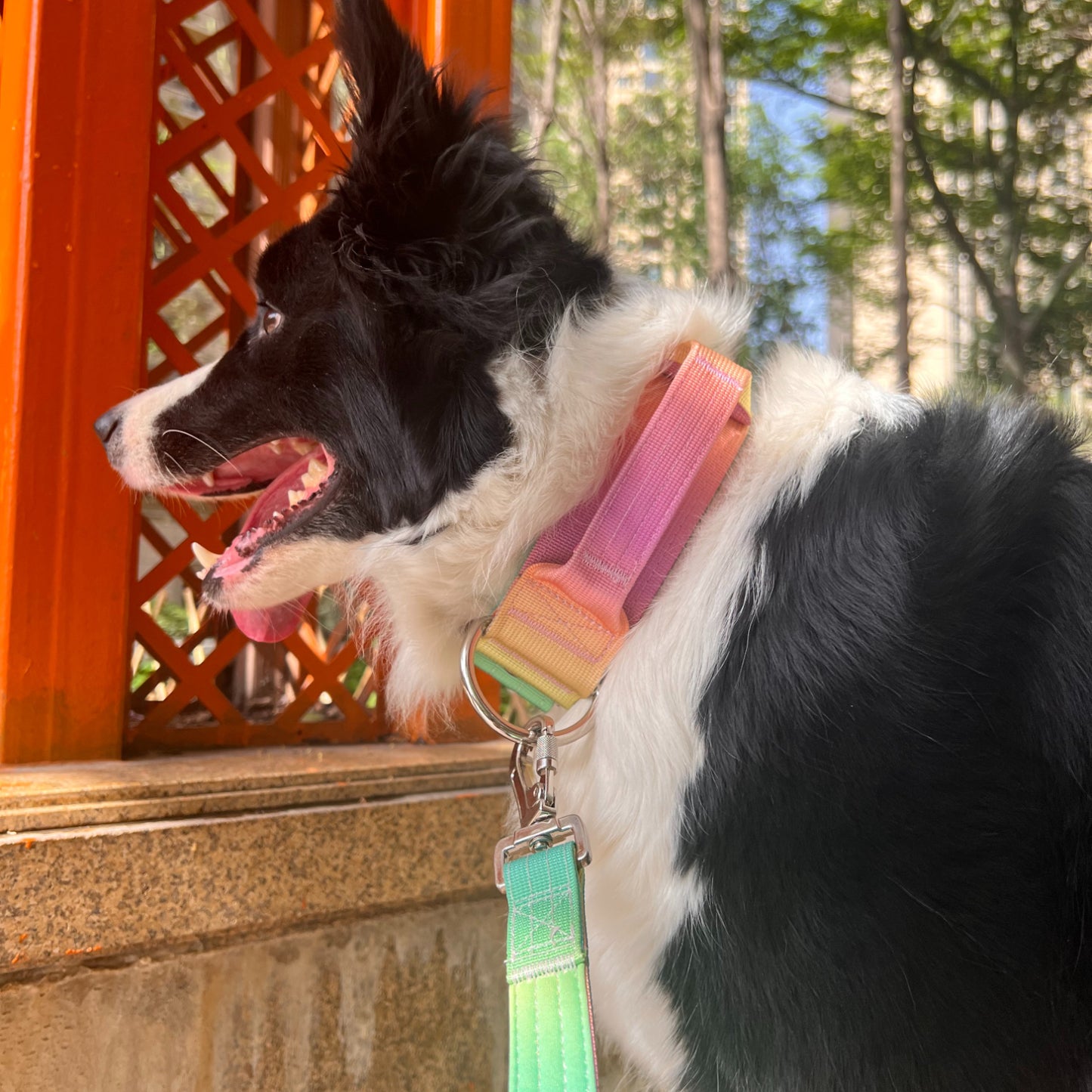Tactical dog collar and leash set High-strength nylon + neoprene Collar width 5cm Maximum bearing force of 400kg Suitable for medium and large dogs