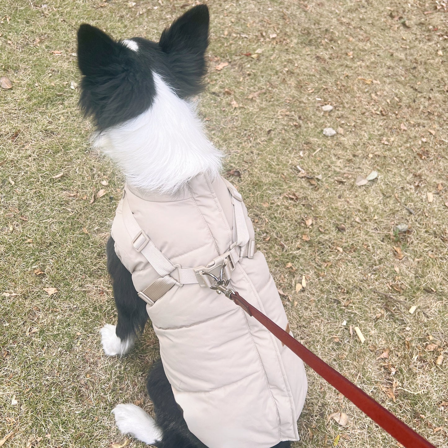 Waterproof dog jacket | Adjustable dog coat | With strap design | Windproof and rainproof pet coat in Morandi color | Suitable for all dogs
