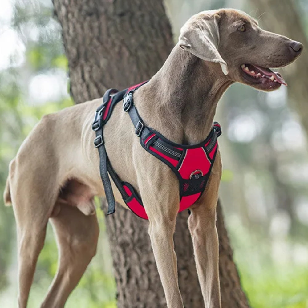 No Hood Explosion Proof Dog Chest Harness Adjustable Breathable Vest-Style Leash for Medium Large Dogs Reflective Dog Harness