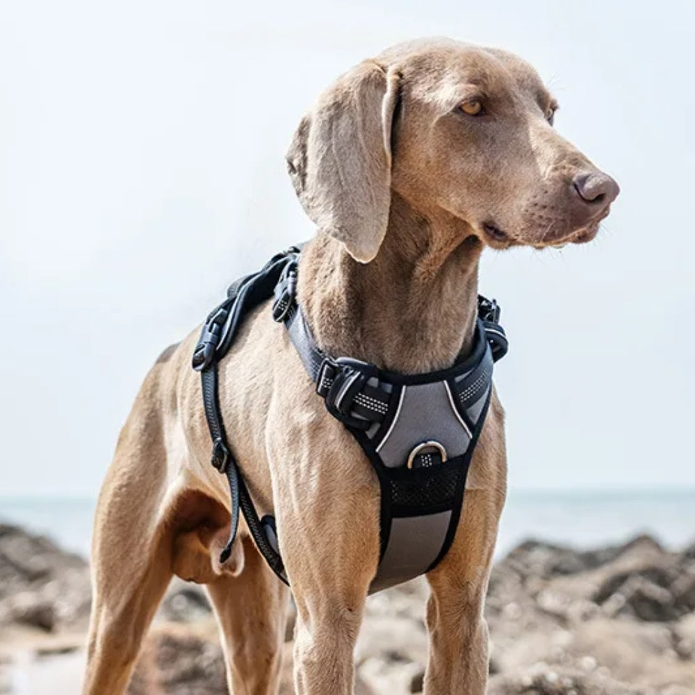 No Hood Explosion Proof Dog Chest Harness Adjustable Breathable Vest-Style Leash for Medium Large Dogs Reflective Dog Harness