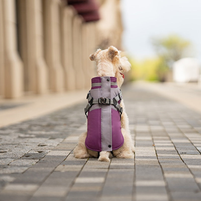 Dog winter coat with chest and back for traction of small and medium-sized dogs