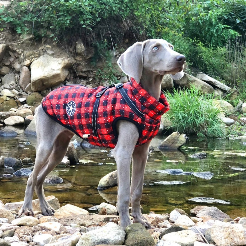 Dog Jacket with Chest and Back Traction Integrated Reflective Warmth for Large Dogs