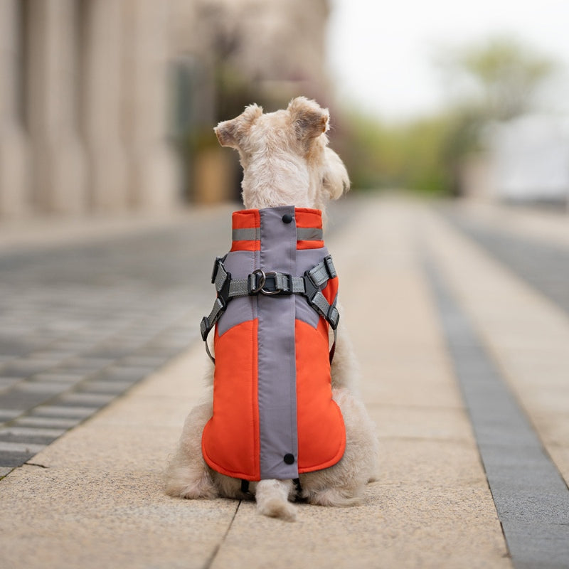 Dog winter coat with chest and back for traction of small and medium-sized dogs