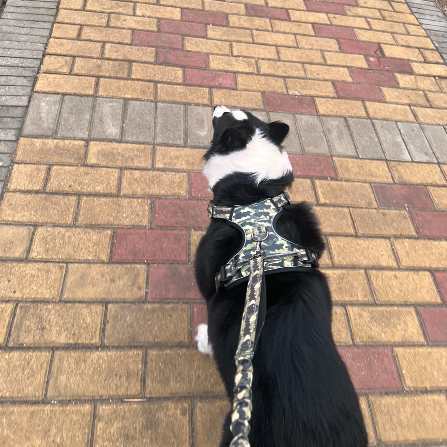 Reflective dog harness set, waterproof Oxford cloth walking rope,breathable adjustable vest style dog collar for easy on and off