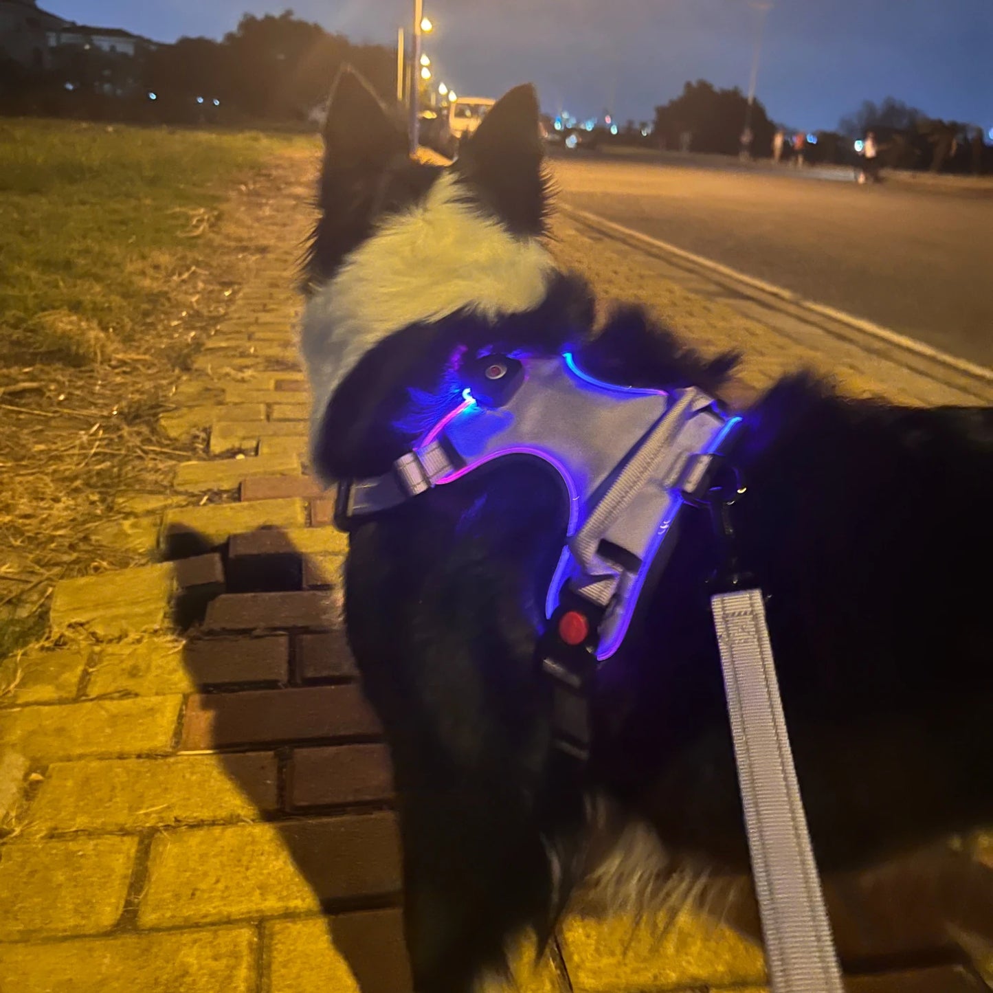 LED Dog Harness with Handle - 6 hours long battery life, waterproof Oxford cloth, stylish dog walking for medium and large dogs