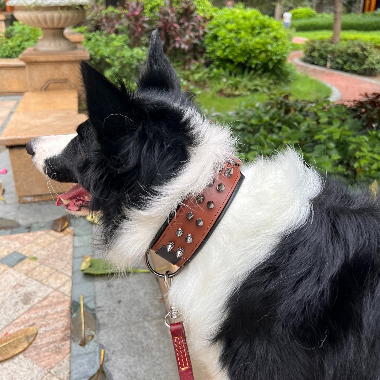 Retro spiky leather dog collar with soft lining that doesn't tighten the neck, pit bull, German Shepherd, Poodle