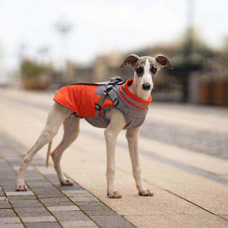 Dog winter coat with chest and back for traction of small and medium-sized dogs